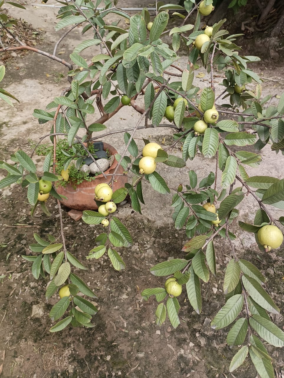 Planta de Guayaba (18 años de edad) - 0