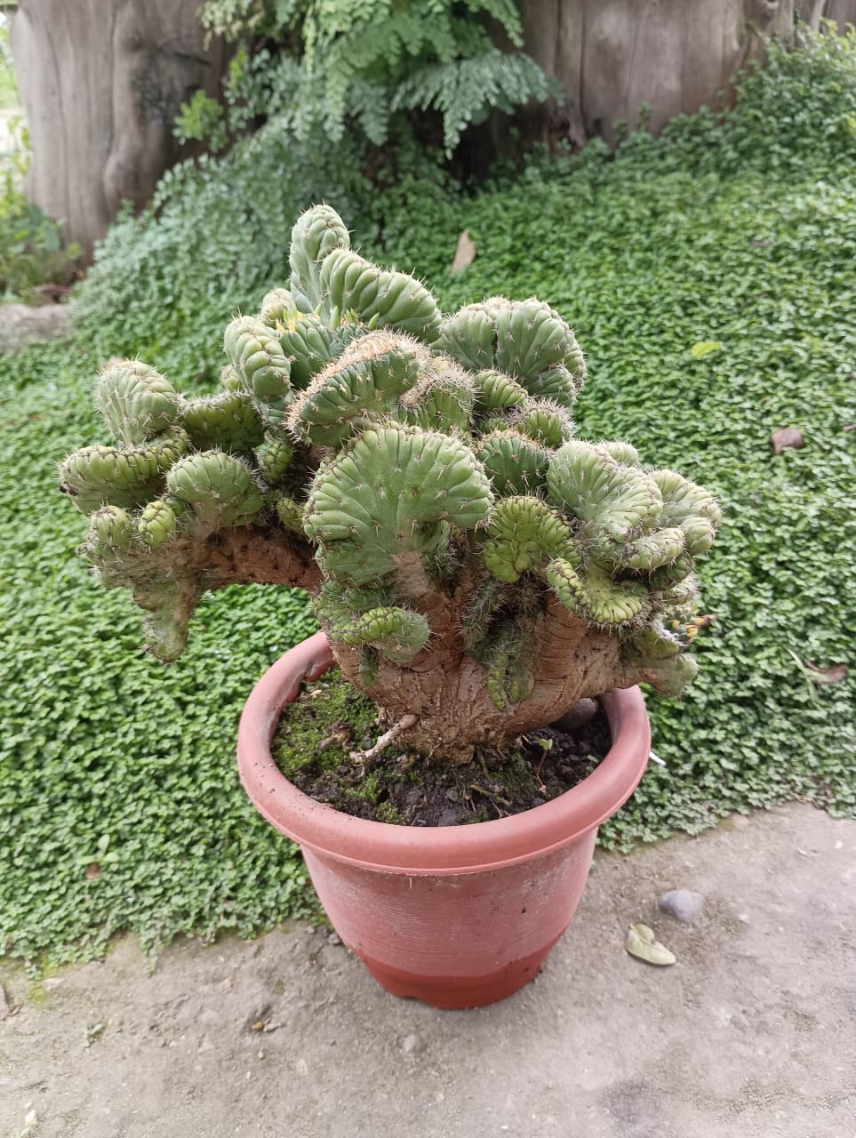 Cactus crestado - 0