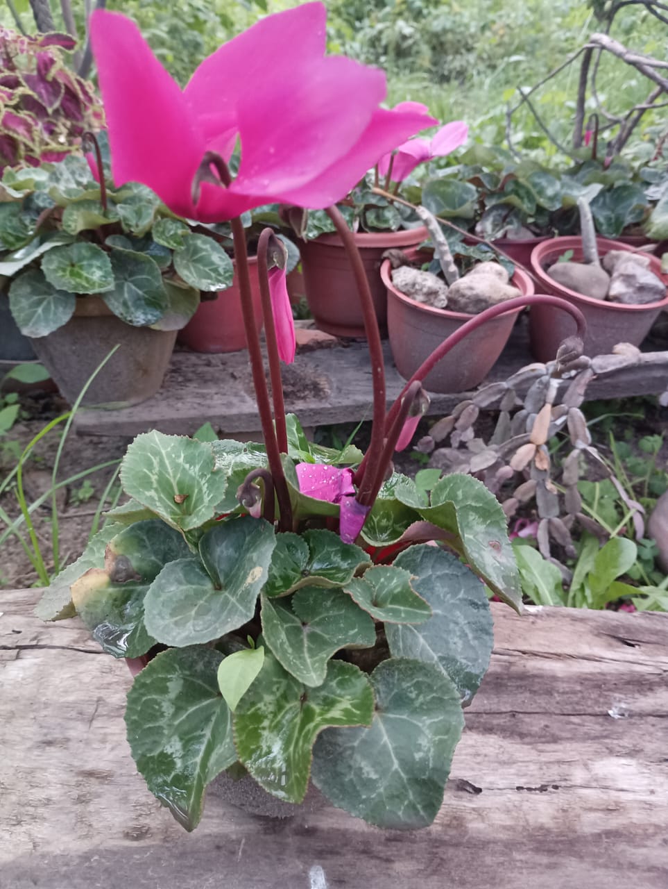 Violeta de Los Alpes (Rosado) - 1