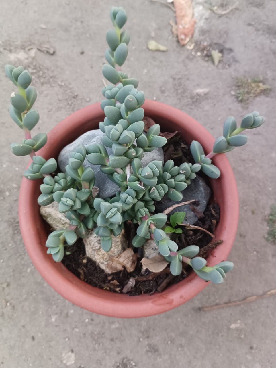 Planta Cadena de botones - 0