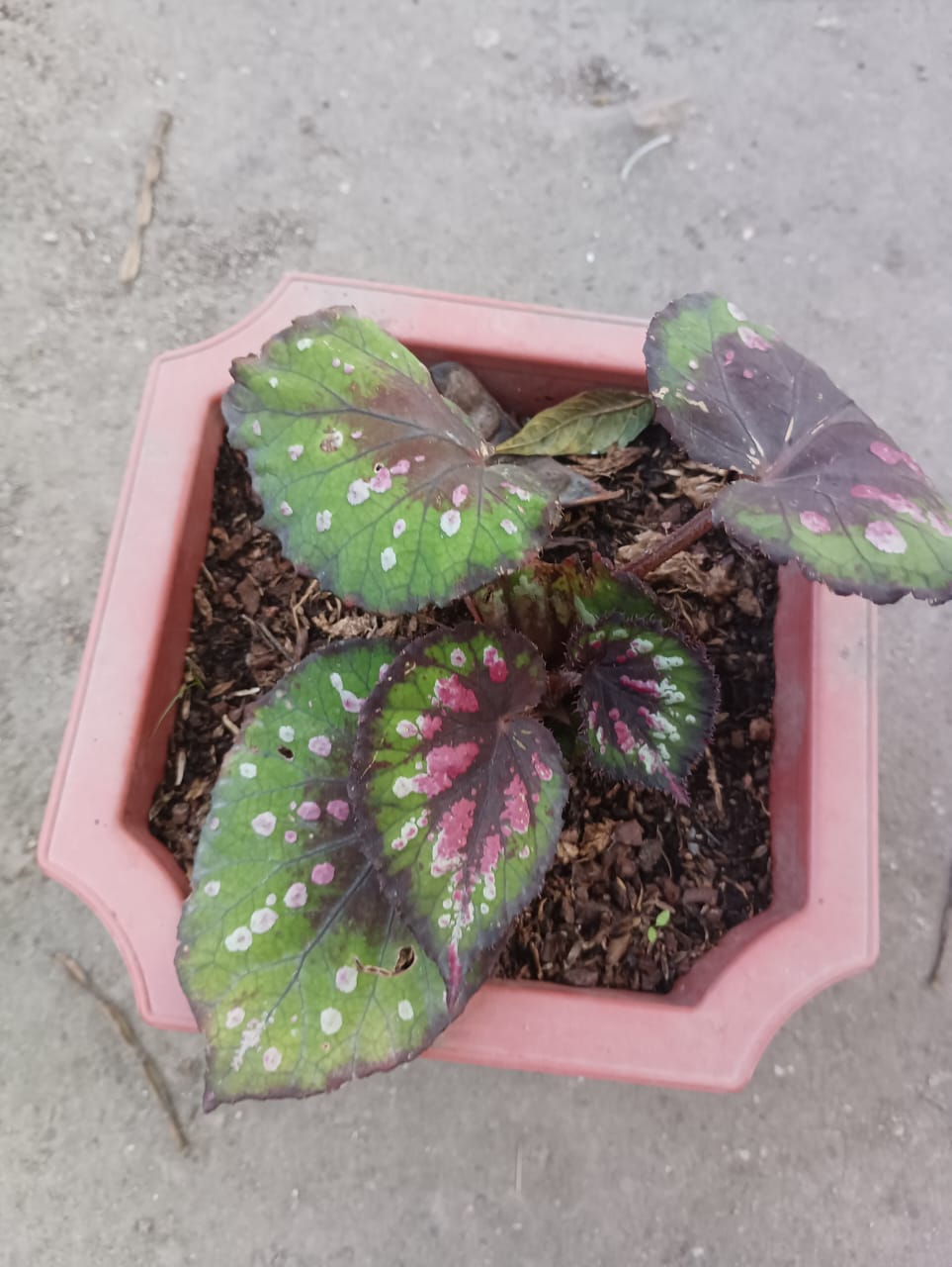 Begonia Rex - 0