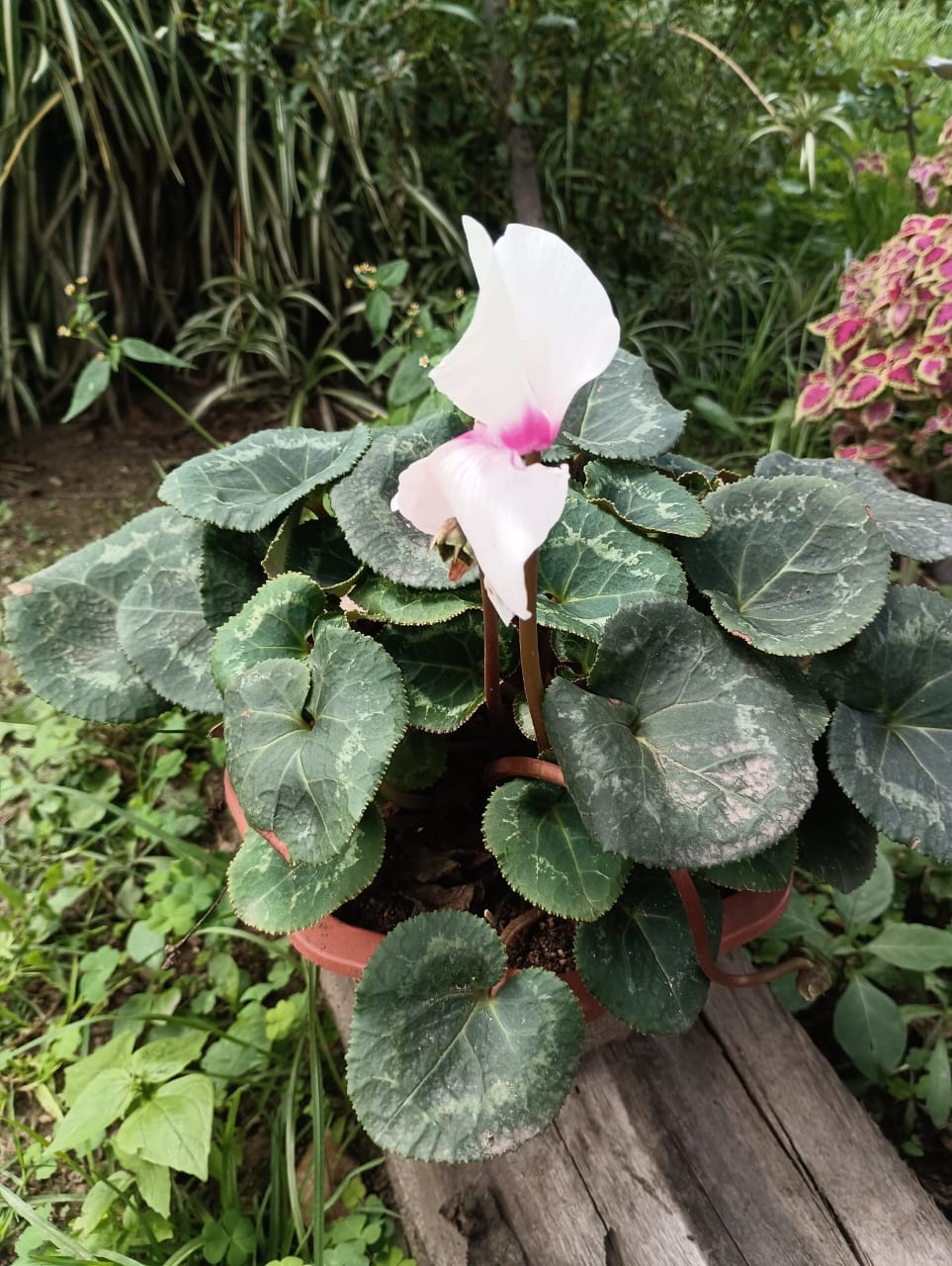 Violeta de Los Alpes (Blanco y Rosado) - 0