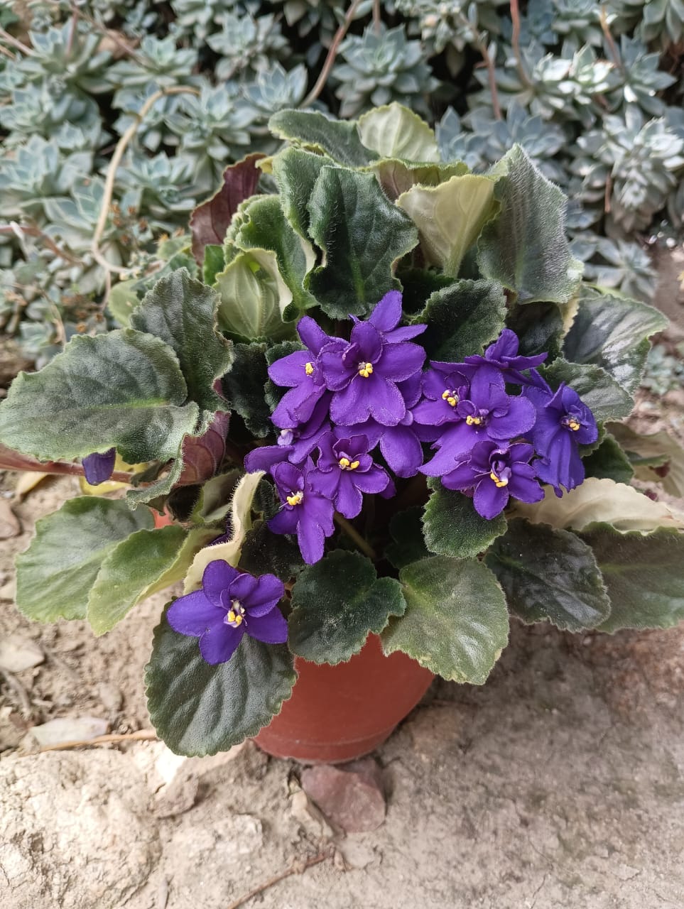 Violeta Africana - 2