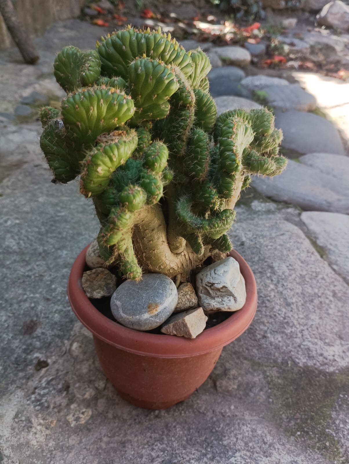 Cactus crestado - 1